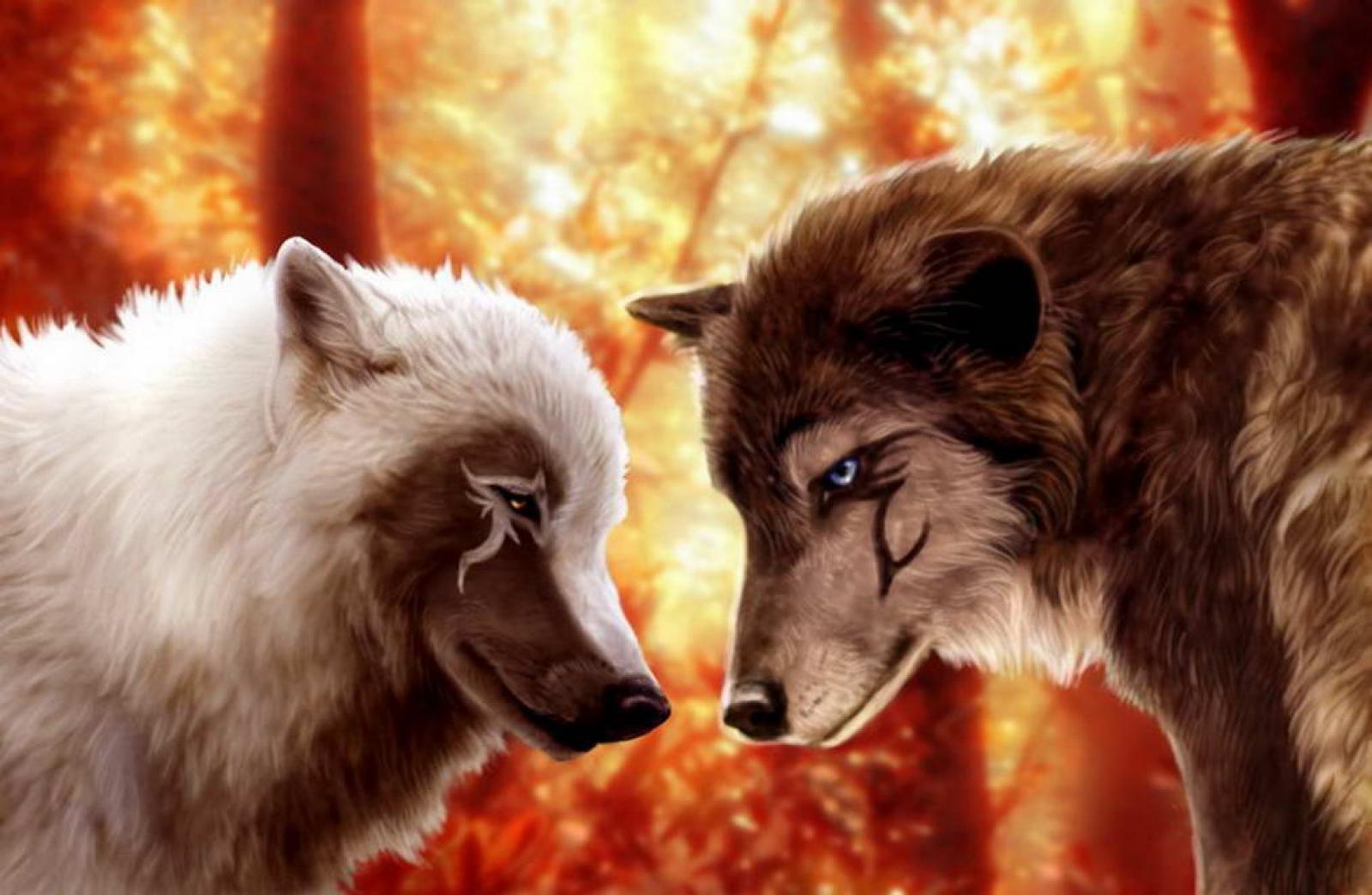 Два волка напротив