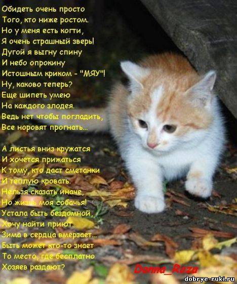 Поздравленье про кота Поздравленье про кота