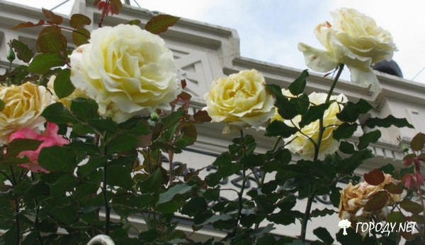 Розы.
#розы #цветы #роза #цетоводство #цветок #бутон
#цветы_ГородуНет

http://городу.net/photo-id-125.html