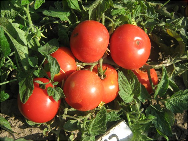 Сорт томата - Венера (КазНИИКО, Казахстан)
