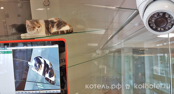 Каждый номер (вольер) гостиницы для кошек «КОТЕЛЬ» оборудован профессиональной IP-камерой высокого разрешения.😺🙀📹📹📹

Камеры работают в режиме реального времени 24 часа в сутки.

Видеонаблюдение позволяет владельцам котиков наблюдать за своими питомцами онлайн. А главное, дает возможность скорректировать обслуживание и питание при необходимости.

#котики #кошки #cat #cats #cathotel #кошкифото #котикифото #гостиницадлякошек #гостиницадлякотов #гостиницадлякошекvip #котель.рф #котель 
