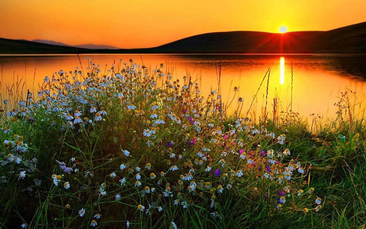 Доброе утро пейзаж. Вечер озеро цветы. Весна озеро рассвет. Полевые цветы вечером. Рассвет на озере весной.