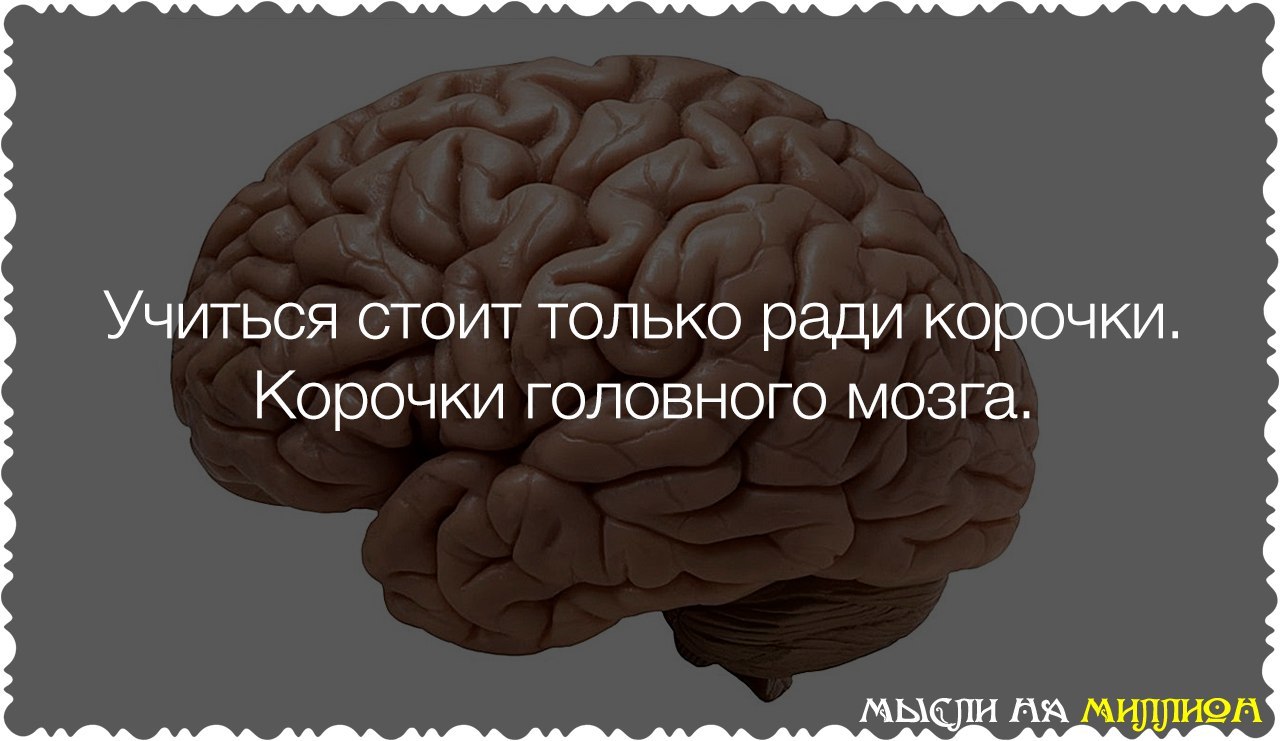 Только ради. Мозг учится. Учиться стоит ради корочки корочки головного мозга. Учиться стоит только ради корочки….. Корочки головного мозга…... Интересные мысли про мозг.