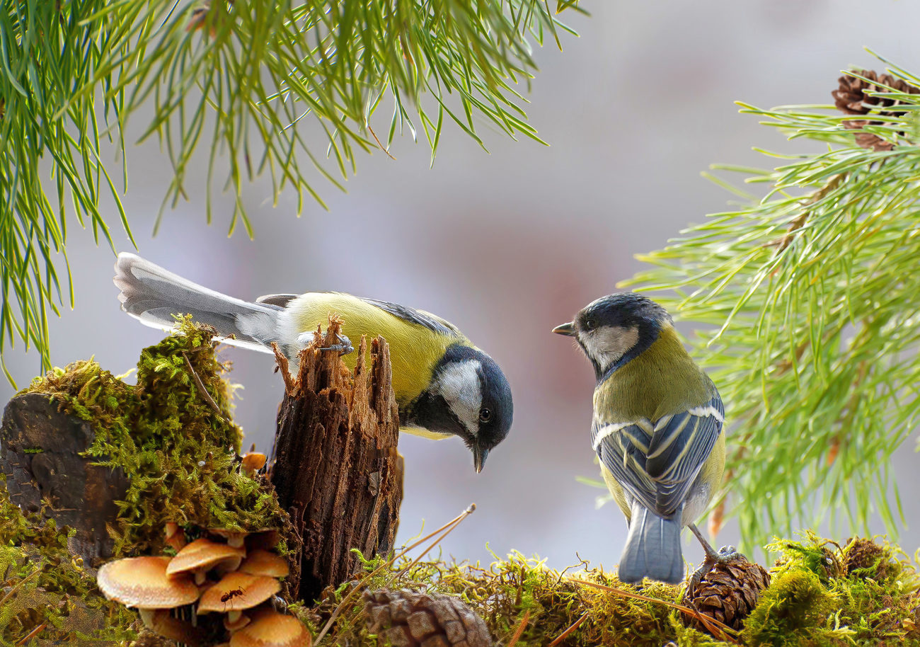 Природа лес птицы