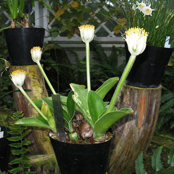 Комнатное растение Хемантус (Haemanthus)