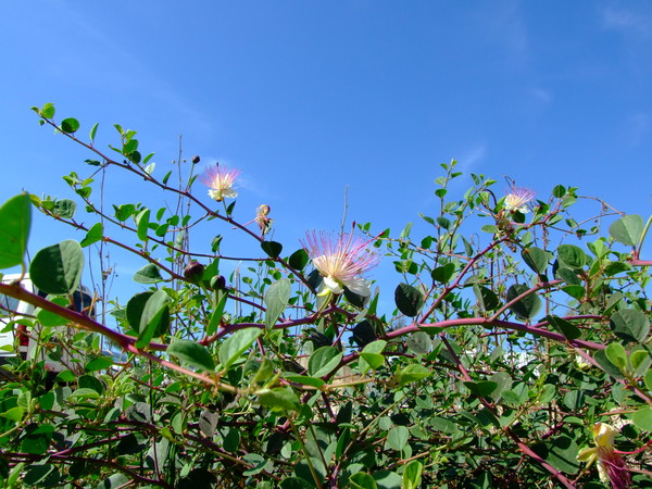 Каперс колючий
Capparis spinosa
Семейство: Каперсовые (Capparidaceae)
Происхождение: Средиземноморье, Азия

