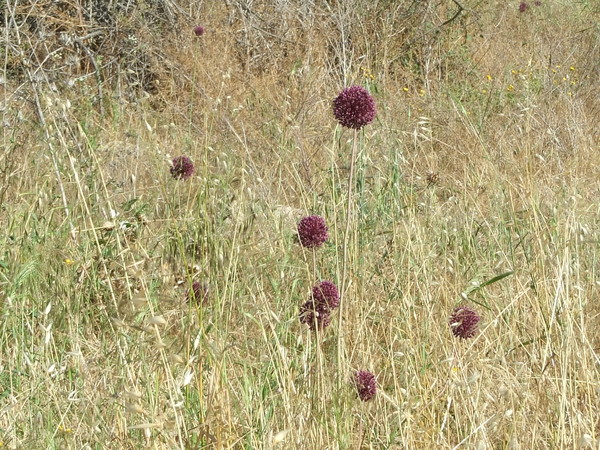 Лук жемчужный, Лук виноградный
Allium ampeloprasum
Семейство: Луковые / Лилейные / Гиацинтовые (Alliaceae / Liliaceae / Hyacinthaceae)
Происхождение: Средиземноморье

Существуют две версии происхождения названия рода. Одни исследователи считают, что род обязан своим названием чесноку: в Древнем Риме чеснок называли Allium. Другие связывают происхождение этого родового названия с кельтским словом all - жгучий.  
